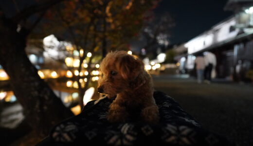 【岡山県・イベント】倉敷春宵まつりに行ってきました！